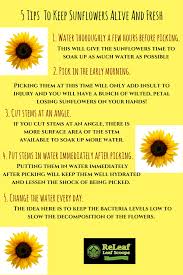 Sunflowers will do their best when they are planted in soil that has been properly prepared. Keep Your Sunflowers Live Longer Here S How Sunflower Plantcare Flowercare Flower Care Plant Care Sunflower