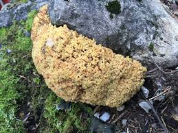 Il y a des exceptions comme la fausse chanterelle qui est comestible. Carpophore Ch Clavaire Chou Fleur