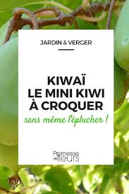 Le Kiwai Un Mini Kiwi Mignon A Croquer Jardins Kiwi Et Jardinage