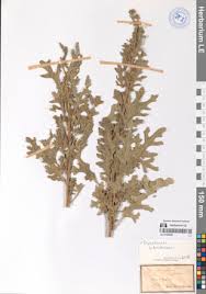 Image result for Dysphania schraderiana