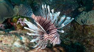 Image result for Angraecopsis malawiensis