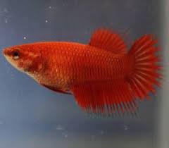 Blue female crowntail betta is also known as a siamese fighting fish. New Pakhir Mela Crown Tail Betta Male Female Available Facebook