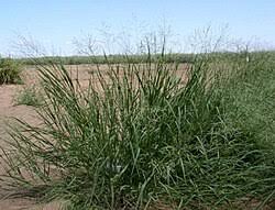 Image result for Panicum novemnerve