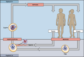 Sexual Life Cycles Article Meiosis Khan Academy