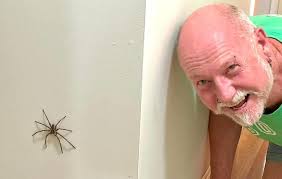 Huntsman Spiders as Housemates in Australia