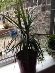 Maybe you would like to learn more about one of these? Dracaena Marginata Tricolor Dracena Marginata Tricolor This Appears To Be A Plant In The Dracaena Family That Thrives Indoors Foliage Plants Plants Dracena