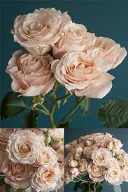 Pin On Flora And Fauna