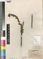 Image result for Berkheya setifera