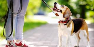 It doesn't matter if this is a puppy getting their first training or an older dog with long term bad habits, we have an obedience dog training program for you. Puppy Obedience Training At Home Steps For Training A Puppy Furbo Dog Camera