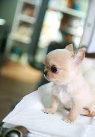 Teacup Size Cream Male Chihuahua Teacup Chihuahua Puppies Chihuahua Puppies Baby Dogs