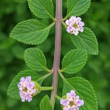 Image result for Coleus amboinicus