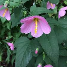 Image result for Kosteletzkya grantii