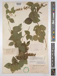 Image result for Neonotonia wightii