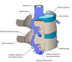 Backbone, vertebra, back pain, vertebral notch, spinal vertebra. Tulang Belakang Wikiwand