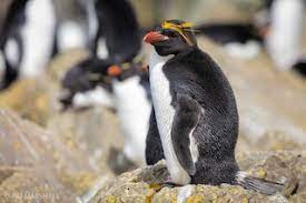 The macaroni penguin (eudyptes chrysolophus) is a species of penguin found from the subantarctic to the antarctic peninsula.one of six species of crested penguin, it is very closely related to the royal penguin, and some authorities consider the two to be a single species.it bears a distinctive yellow crest, and the face and upperparts are black and sharply delineated from the white underparts. Macaroni Penguin Eudyptes Chrysolophus Birds Of The World