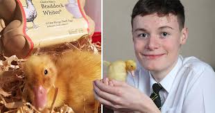 Ducks intend to leave with their babies once the female mallard starts sitting on the eggs, they will hatch in about 30 days. Teenage Boy Hatches Duck Egg He Bought From Waitrose Metro News