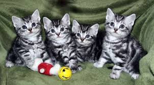 Black And Grey Tabby Kittens For Sale Cafechoo Image American Shorthair Silver Tabby Kittens Tabby Kitten American Shorthair Cat Silver Tabby Kitten