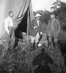 Image result for Rhytachne subgibbosa