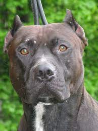 Pin On Pitbulls Dogs