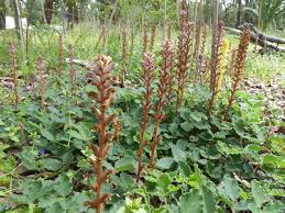 Image result for Orobanche minor