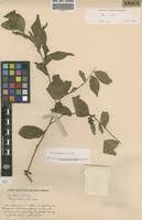 Image result for Carpolobia alba