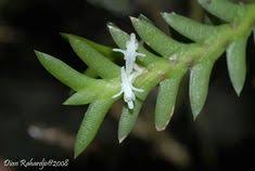 Image result for Habenaria microsaccus