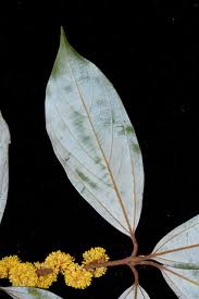 Image result for Lauraceae