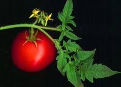 Maybe you would like to learn more about one of these? Pin On Gardening