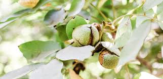 How to grow a walnut tree. The Walnut Growing Process California Walnuts