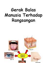 Tumbuhan juga bergerak ke arah rangsangan tetapi gerak balasnya lebih perlahan dan kurang nyata. Gerak Balas Manusia Terhadap Rangsangan
