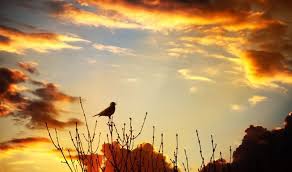 Birds Chirping In The Morning Bird Chirps At Sunset Why Do Birds Bird Photo Sunset