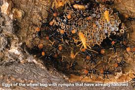 Assassin bugs are highly successful predatory insects with about 7,000 recognized species but only about 50 known fossils, said lead study author daniel swanson, a graduate student in entomology. Assassin Bug Fall Garden Adventures Mu Ipm Program Columbia Mo University Of Missouri