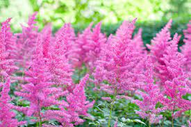 2 716 Best Astilbe Images Stock Photos Vectors Adobe Stock