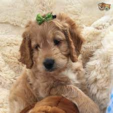 Pups are raised in my home with my family, where they receive constant love and attention. Cockapoo Puppies For Sale New Jersey 17 Nj 235493