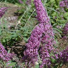 We did not find results for: Flutterby Grande Blueberry Cobbler Butterfly Bush Buddleia Davidii Podaras 4 In Chatham Kent Wallaceburg Blenheim Tilbury Ontario On At Glasshouse Nursery