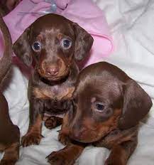 Listings are alphabetized by county (when known). Welcome To The Teenieweenieweinery We Raise Pure Bred Dachshunds Dachshund Puppy Miniature Dachshund Puppies For Sale Teacup Dachshund