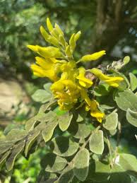 Image result for Sophora inhambanensis
