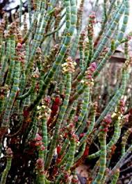 Image result for Halosarcia