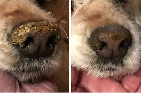 This style is relatively inexpensive and easy to use, and is large enough to remove hair from both your jacket and couch. 24 Problem Solving Products Every Dog Owner Probably Needs