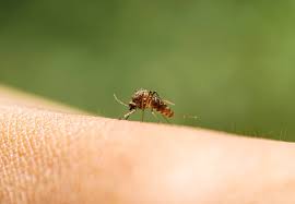 Découvrez ces 5 remèdes naturels à connaître. Ca Gratte 13 Astuces Pour Calmer Une Piqure De Moustique