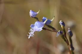 Image result for Ctenium concinnum