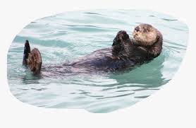 Otter Animal Sleeping On Water Hd Png Download Transparent Png Image Pngitem The sea otter classic is the world's premier cycling festival. hd png download transparent png