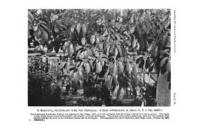 Image result for Uapaca sansibarica