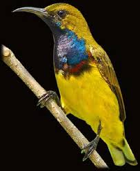 We did not find results for: 10 Jenis Fauna Di Malaysia Yang Perlu Diketahui Beserta Gambarnya Ilmugeografi Com