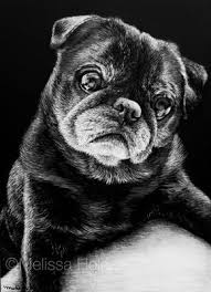 Zoey Melissa Helene Fine Arts Photography 5x7 Scratchboard Www Melissahelene Com Artwork Blacka Scratchboard Art Black And White Art Drawing Scratchboard