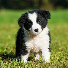1 Border Collie Puppies For Sale In San Francisco Ca