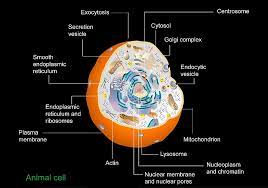 We did not find results for: Animal Cell Anatomy Diagram Photograph By Francis Leroy Biocosmos