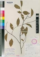 Image result for Securidaca welwitschii