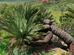 Image result for Droguetia ambigua