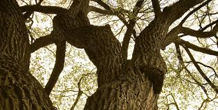 Excerpt: "Under Siege"